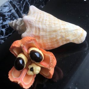 Ackee and Seashell -TheShyFoodBlogger