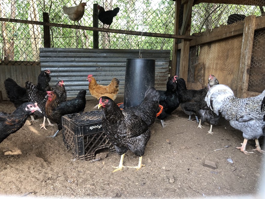 Pineapple Baked Chicken TheShyFoodBlogger