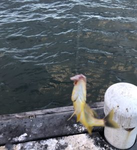 Fishing in an island paradise - TheShyFoodBlogger