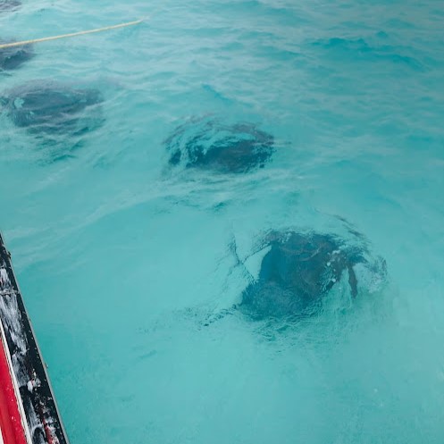 Stingrays at Stingray City - While on a Boat - TheShyFoodBlogger